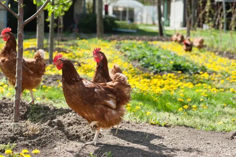 Brown hens roaming in a backyard garden with yellow flowers and young trees on a sunny day