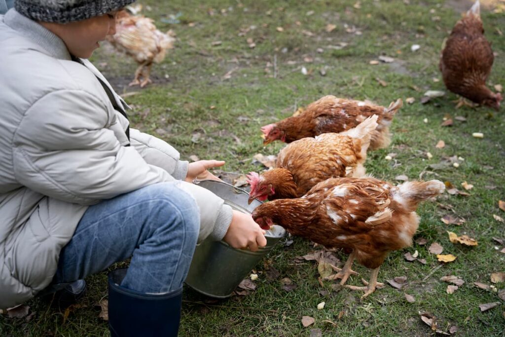 Child in a winter coat and boots feeding brown hens from a metal bucket in a grassy yard